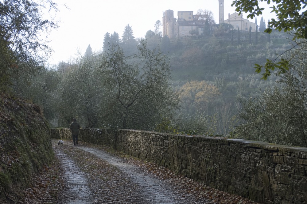 A wooded Tuscan hillside path in morning mist with oak trees