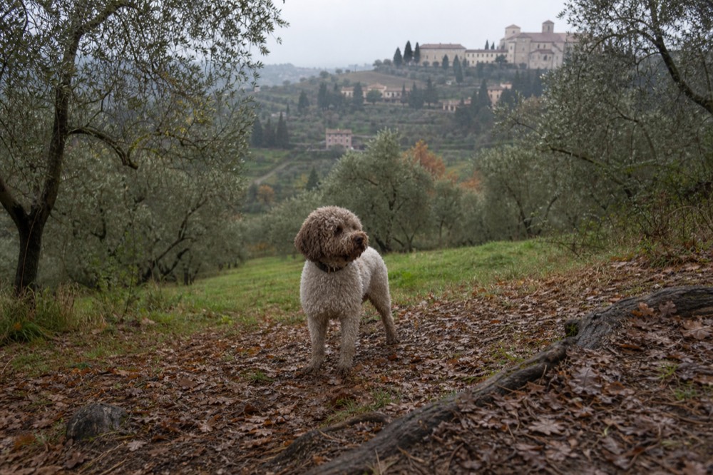 A lagotto romagnolo dog standing among fallen leaves in a woodland clearing